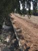 More than 30 graves of deceased Baha’is at a Tehran mass grave have been razed this week by the Iranian authorities, with grave markers removed, and bulldozers used to flatten the resting places