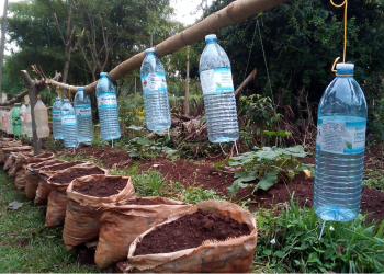 Photos of the various stages of the preparation and development of level in community-level projects initiated in Uganda to address the issue of food insecurity.