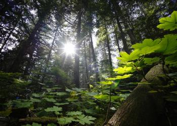Photo of trees